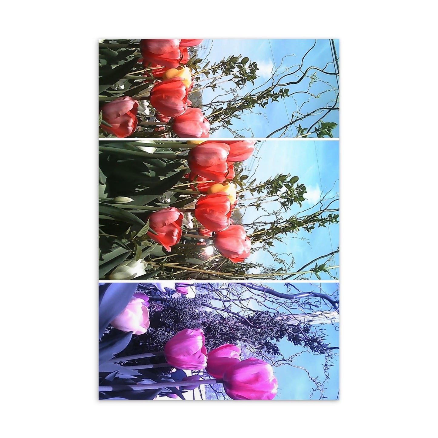 Fine Art Photography Postcard | 4x6 Mini Print, Collectible Artwork